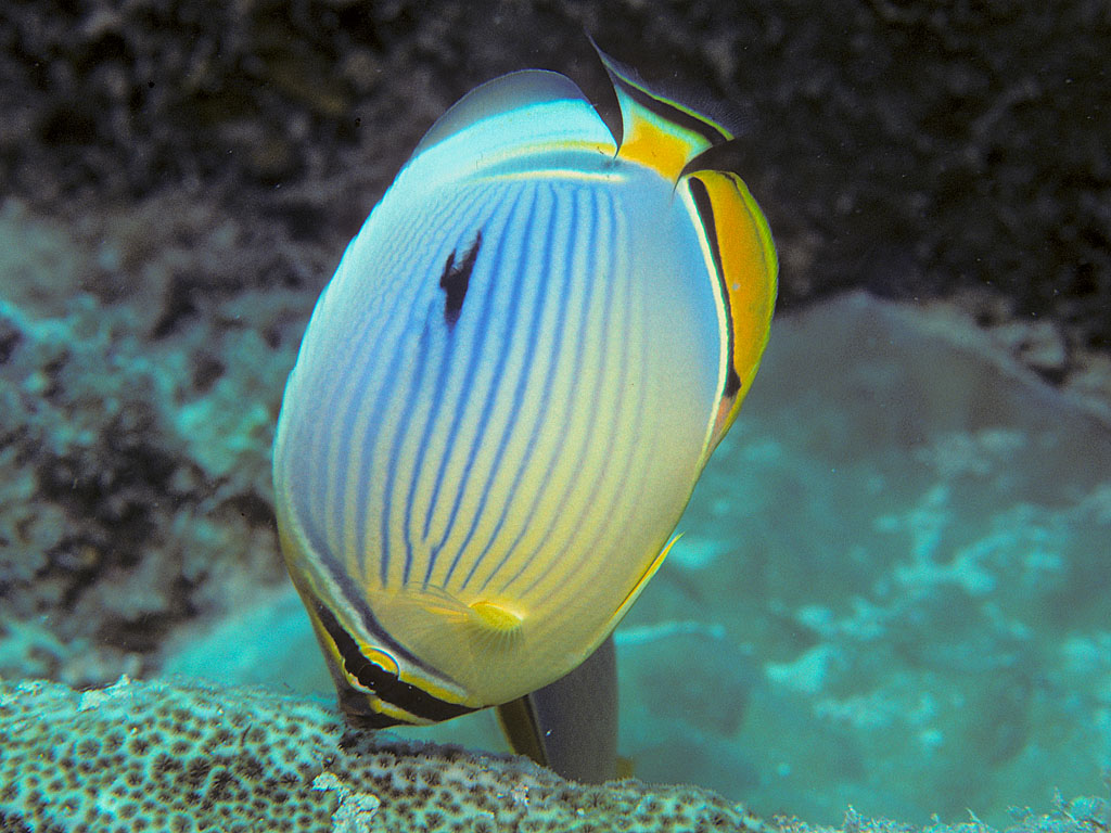 Chaetodon trifasciatus (Pesce farfalla pinne rosse)